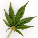 marijuana-leaf white background